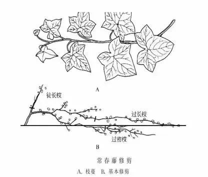 乔木,灌木,藤本植物养护技术规范(多图直击)