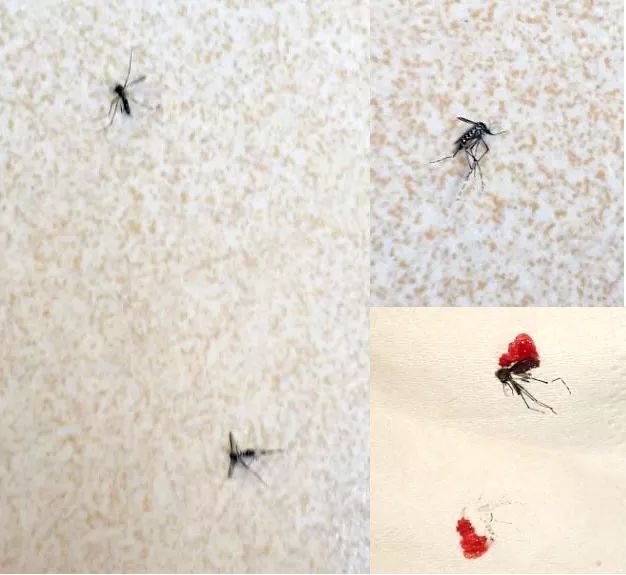 如何灭杀家里的蚊子 a8f089c774ed47b1a07c446a55cfd094.jpeg