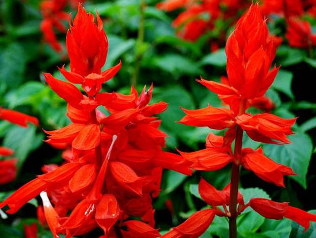 如何种植红花 d7a9771bf39740269411e29fad38e458.jpeg