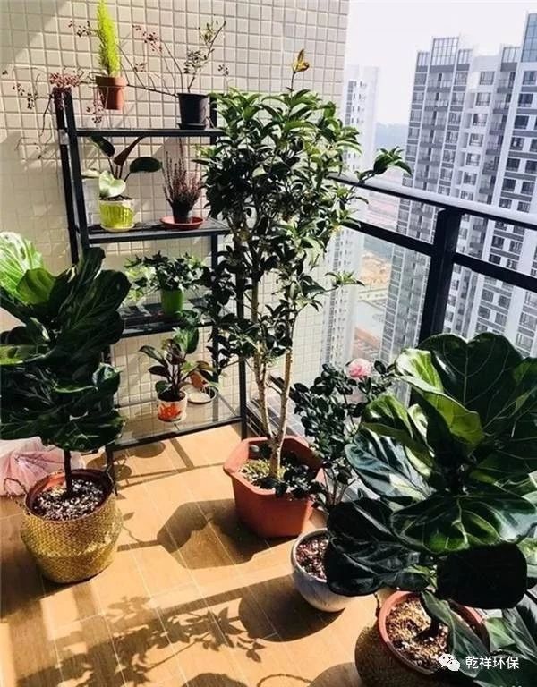 阳台种什么植物看起来高档 f0ef465947a046ab800c62e9e4510968.jpeg