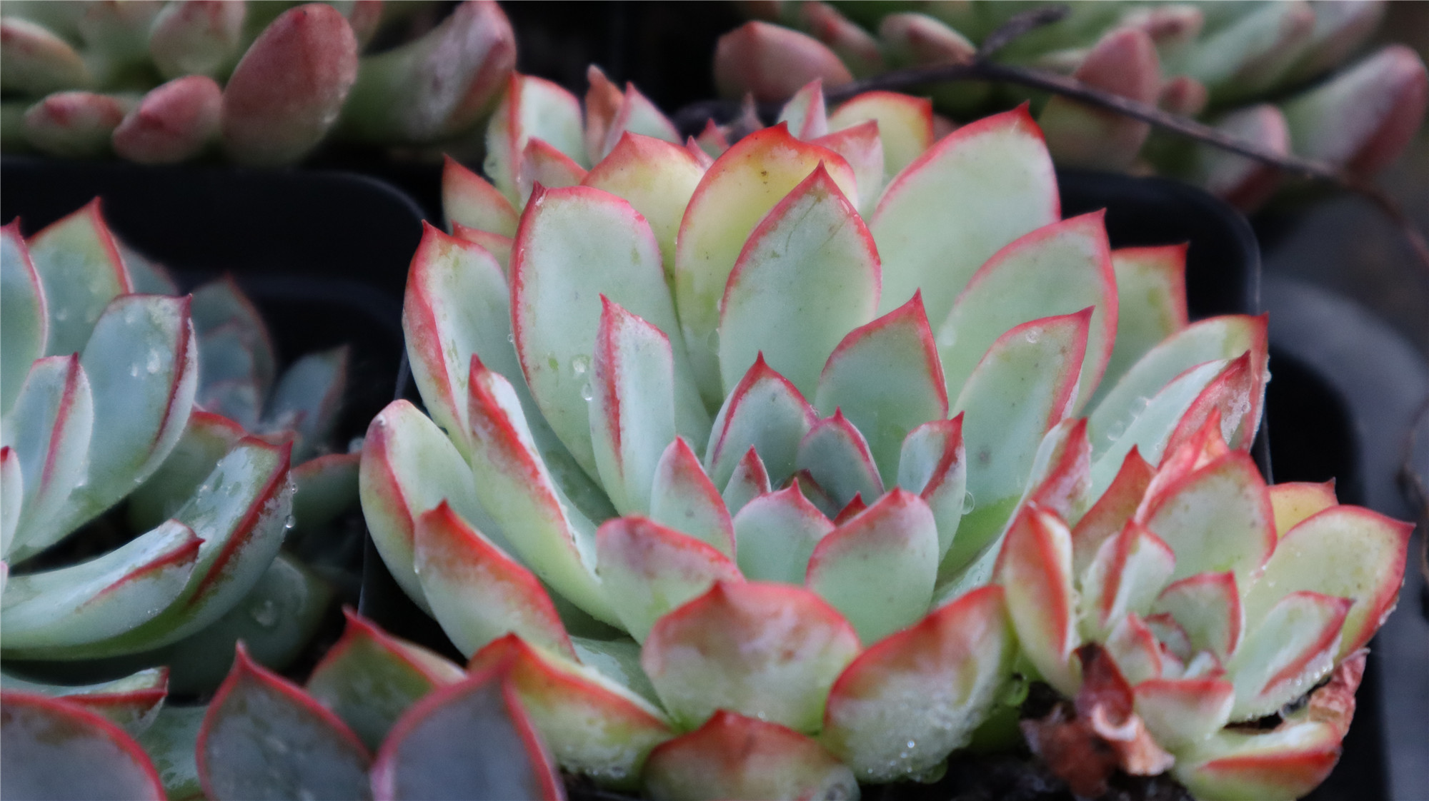 多肉怎么养新手入门 f9bc3a12ee7945069891ce10e85ebdf6.jpeg