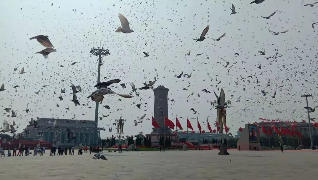 昨天阅兵放飞的7万只鸽子,借.借的?还会自己回家?