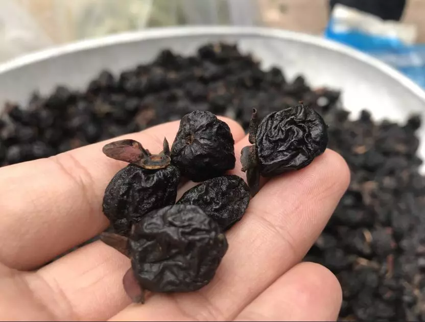 小时候吃的"羊屎豆",却黑却黑,能做成糖葫芦,还能想起来吗?