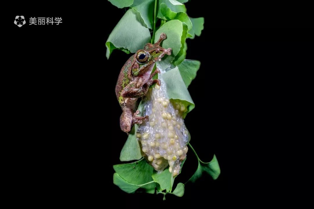 树蛙一般会选择垂向水面的枝叶,将卵群和泡沫状黏液产在被卷起的叶片