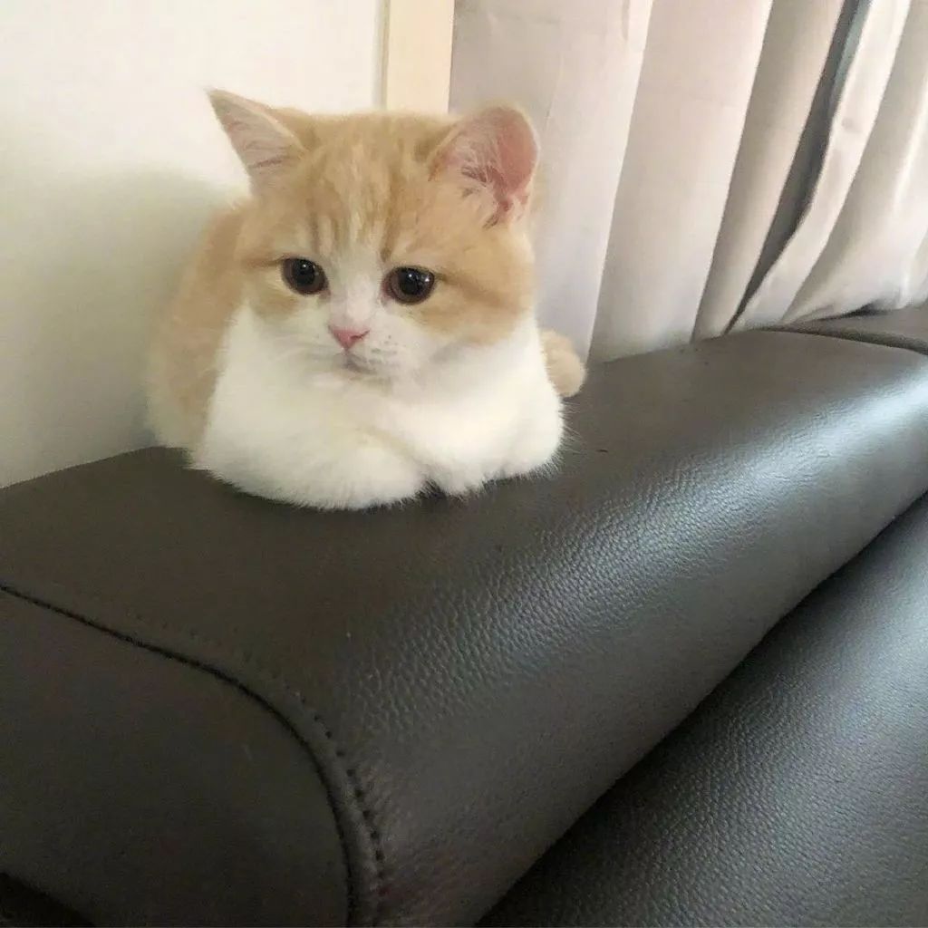 画可可爱爱的小猫咪 1cea7b8af9ce46d4b3035ca5b7b4bbeb.jpeg