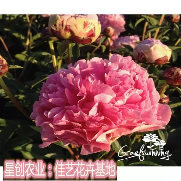 荷兰进口芍药小鹿