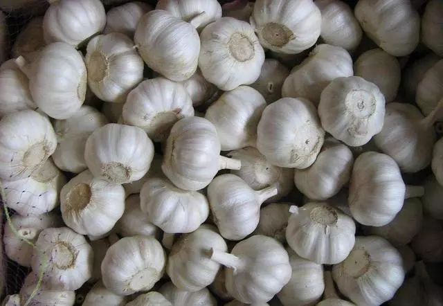 蒜头怎么种植的 23f993fafde242feafd65287a44f04b2.jpeg