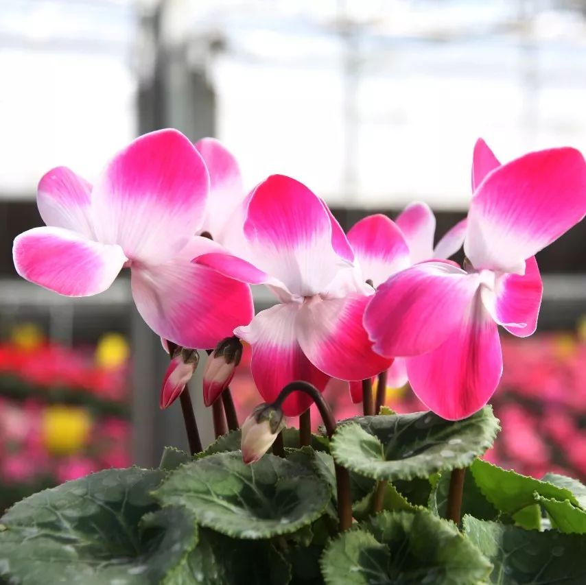 小荷才露尖尖角猜一成语_小荷才露尖尖角图片