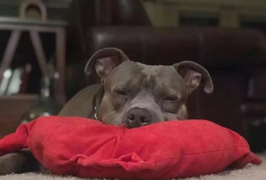 狗砸喜当爹,还要单独照顾三个崽子,整个汪直接