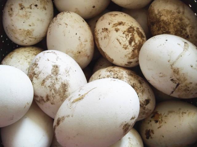 几个月开始吃鹅蛋好 34e9fd05e8a14ea38708d35536eefd47.jpeg