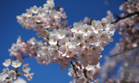 染井吉野樱(学名:prunus × yedoensis),又名东京樱花,日本樱花(拉汉