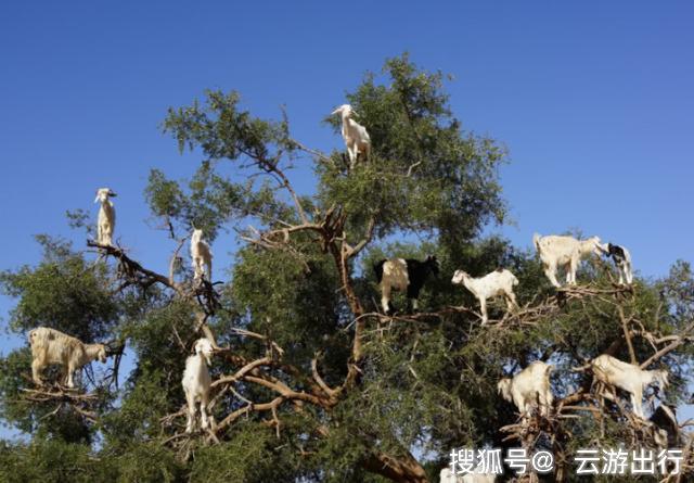 原创世界上最"奇特"景观,羊长在了树上,直接令当地人发家致富