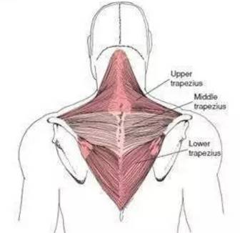 如何拉伸肩胛肌肉 57f01eca399a43578d8719dc5f05cc6e.jpeg