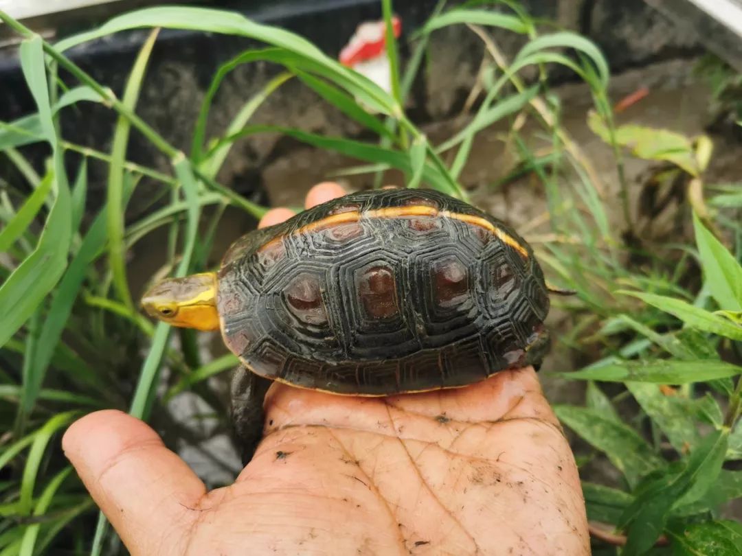 乌龟怎么做好吃 67975982af06407a9aff276b62488854.jpeg