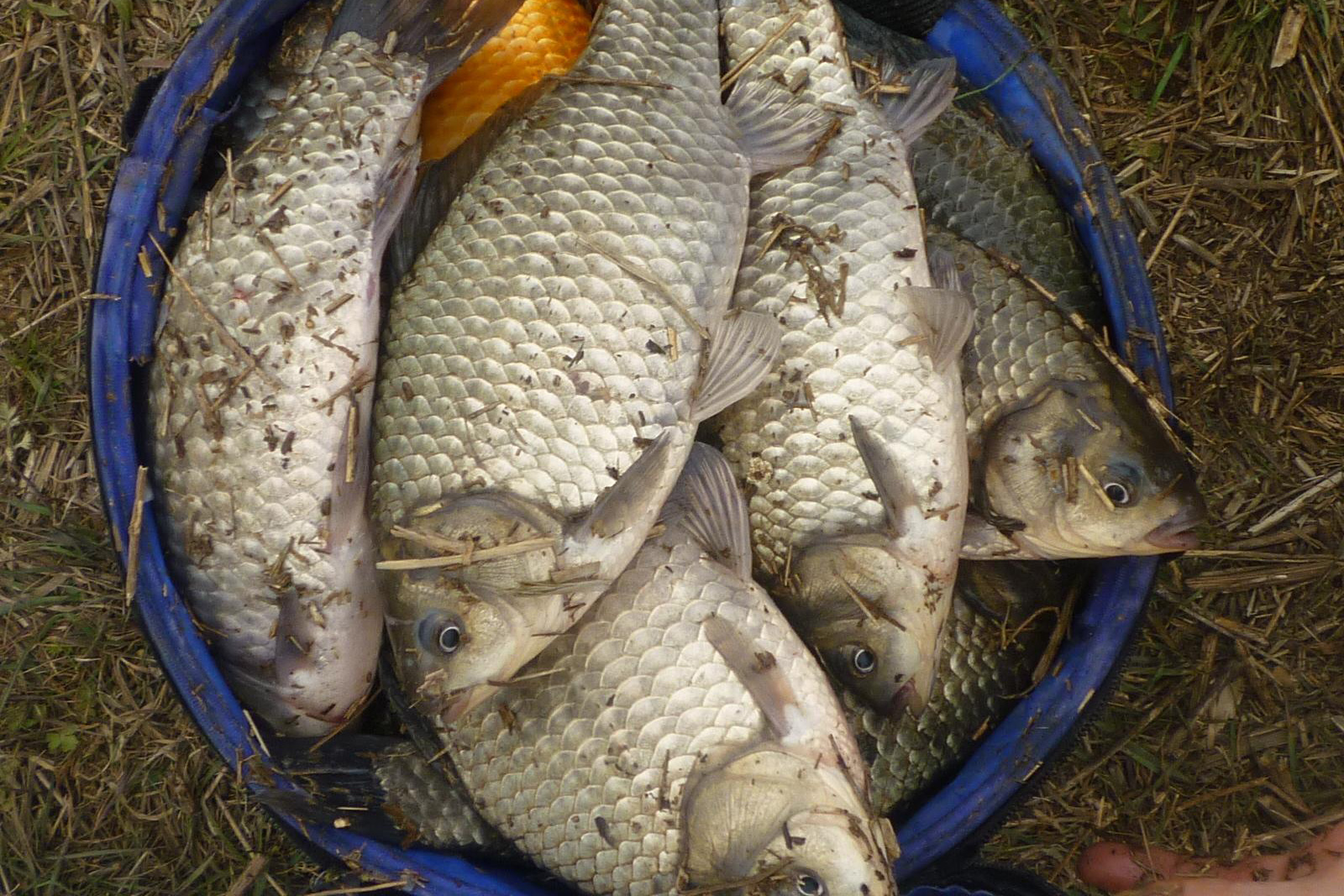 秋季钓鲫鱼技巧——深秋钓鲫鱼的四大妙招和饵料配方