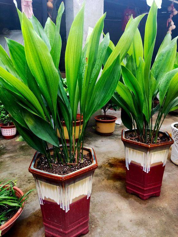 室内绿植大型不需要阳光 727440343c4f492d87cecc9f8de979af.png