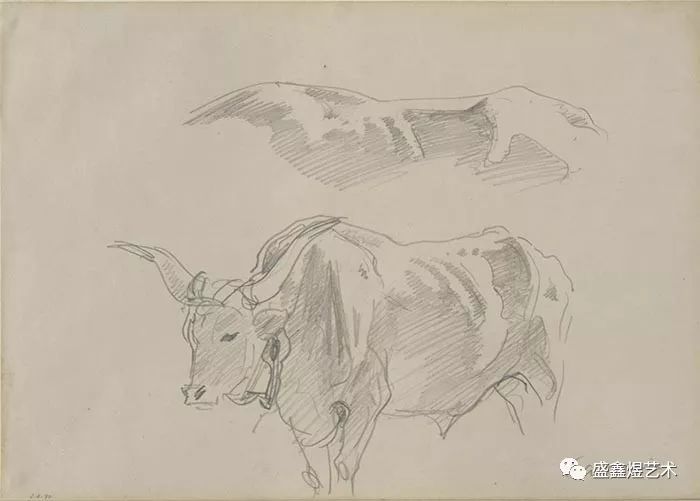 约翰·辛格·萨金特,《牛的素描》,1911年