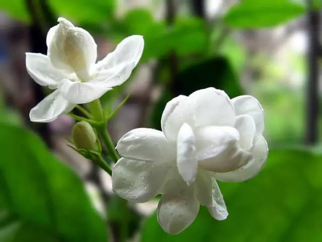怎么给妈妈做一朵漂亮的茉莉花 9fa194cb5ba14c29a5234c50cdad6c48.jpeg