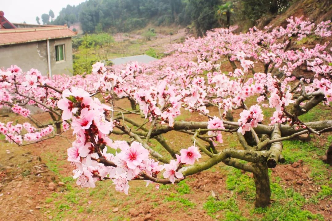 溪行桃花源曲谱_溪行桃花源埙曲谱