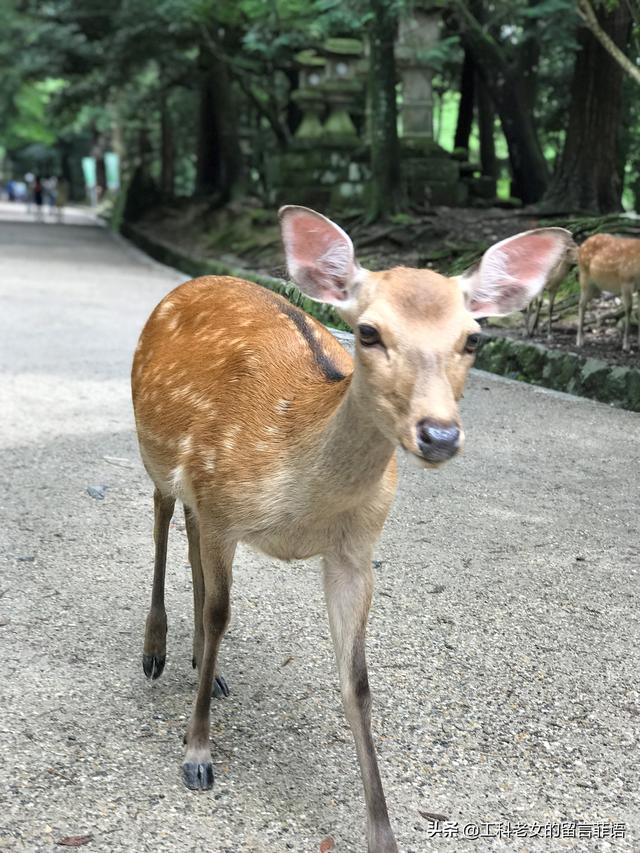 奈良公园小鹿是明星人类秒变追鹿族