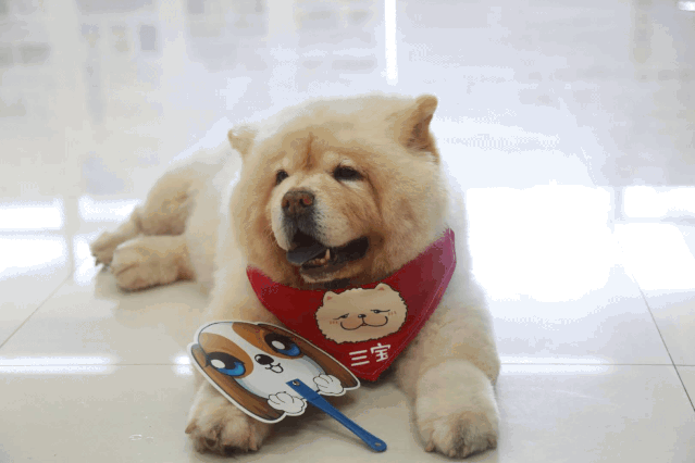 新时代文明实践文明养犬总动员项目中期大盘点汪汪队活动积分可以兑换