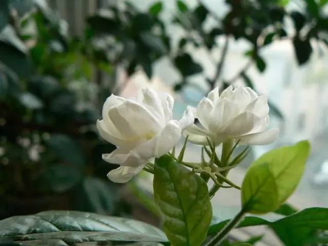 怎么给妈妈做一朵漂亮的茉莉花 b1733250efe648fc9b22e8a43c7e6fb4.jpeg