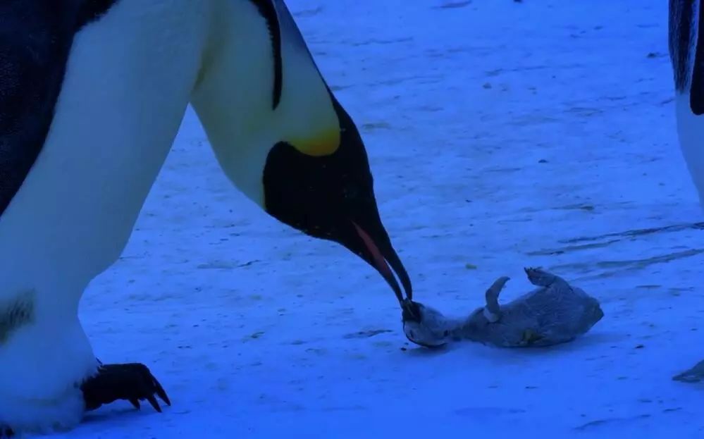 原创小企鹅没能挨过寒冷,企鹅妈妈发出阵阵哀鸣:把我的孩子还给我