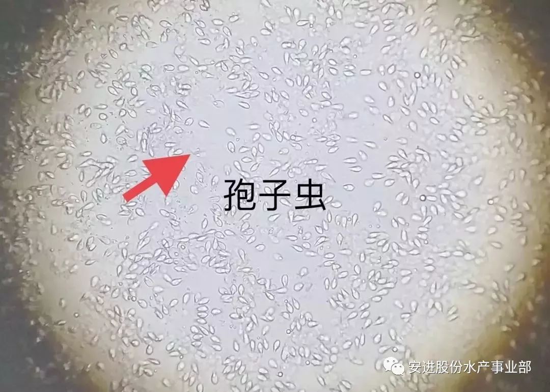 科学网—荧光显微镜下的白粉菌 - 李雄的博文