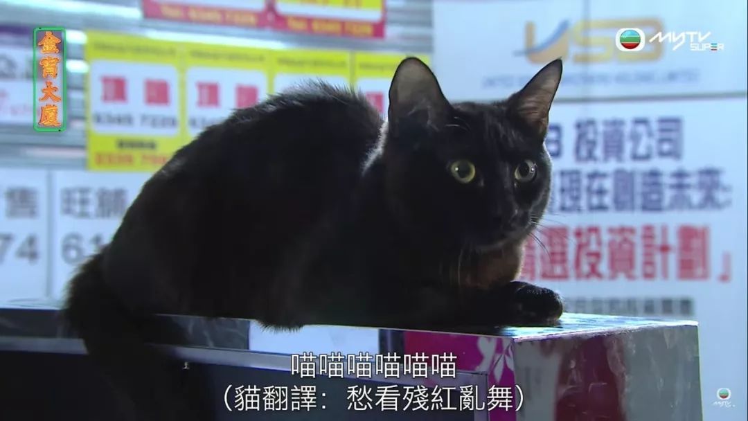 金宵大厦刘江系重要人物靓宝之外仲有一奇怪生物未有人留意