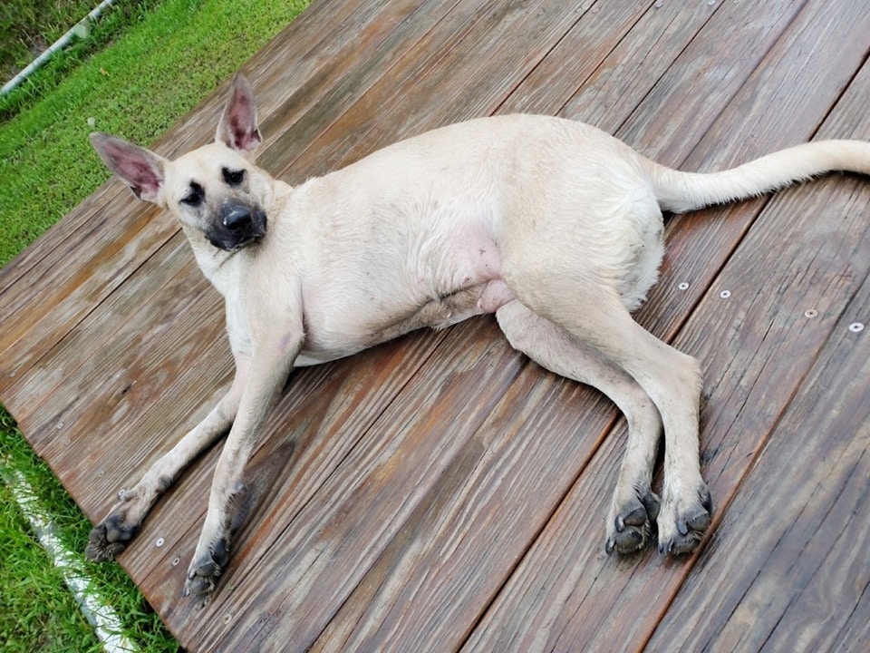 铲屎官遛狗被小孩叫叔叔,他纠正叫哥哥,结果换