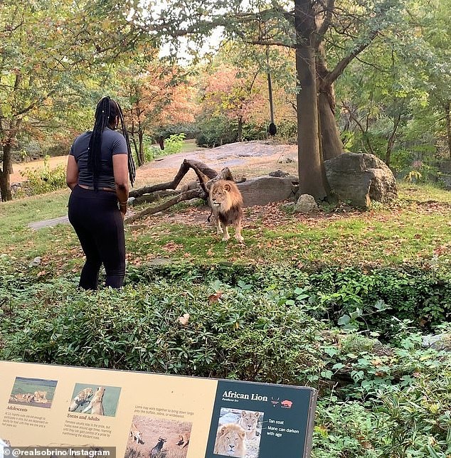 纽约动物园惊魂：女游客闯入狮山，在狮子面前手舞足蹈，居然生还