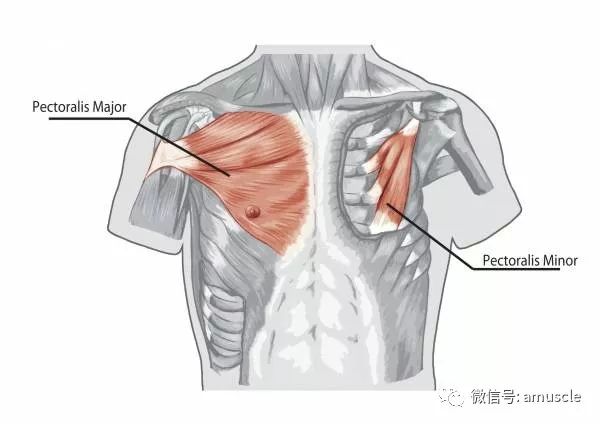 如何快速练出胸肌真实有效 d74ee7f489fb4193922cadb7c054bd6b.jpeg