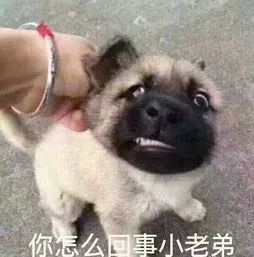 怎么教宝宝自己拉大便 ef558c9964424497965b460b6586494e.jpeg