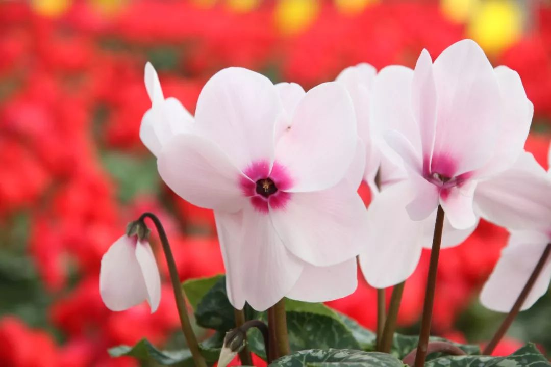 小荷才露尖尖角猜一成语_小荷才露尖尖角图片