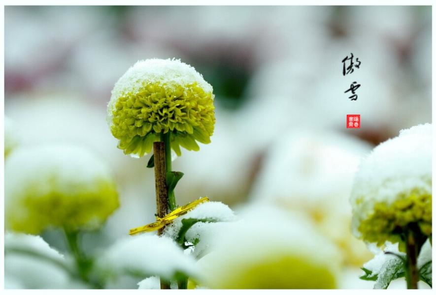 每天读一首好诗:郑思肖《寒菊【106】