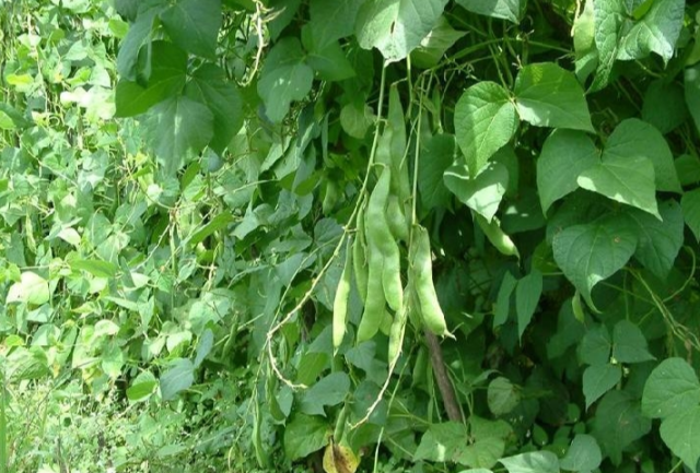 农作物种植指南关于芸豆的高产种植技术