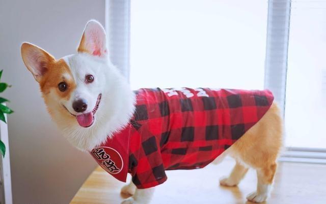 如何正确饲养柯基 17b2ef954d14488d995da0a12c61d2f7.jpeg