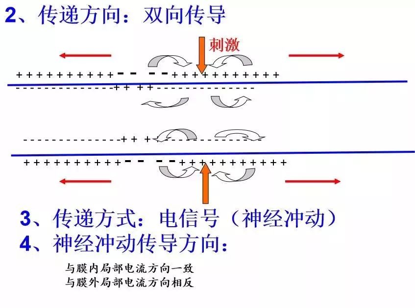 兴奋在神经元之间的传递