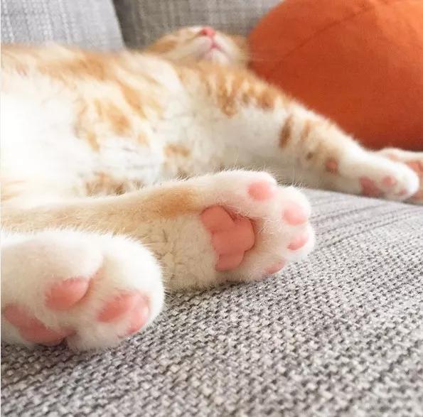 猫爪有多萌?我说了不算,大家说了算 这样的 这样的