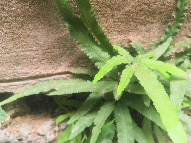 啥叫凤凰草 2b574fe8f9ef450a9da2cc341bc98979.jpeg