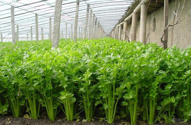 现在能种植的蔬菜有哪些 2c4601debfc24d2fb727f89c6d7d893e.jpeg