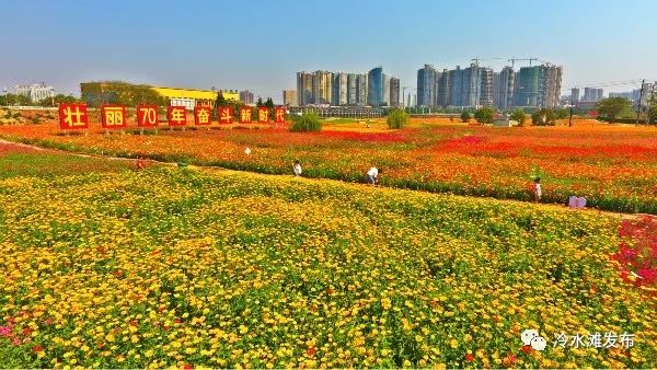 遇见遍布在每个角落的浪漫 冷水滩宋家洲花海目前已进入花期 国庆节