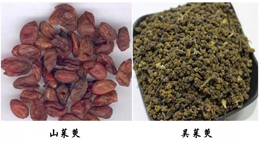 9,山茱萸vs吴茱萸