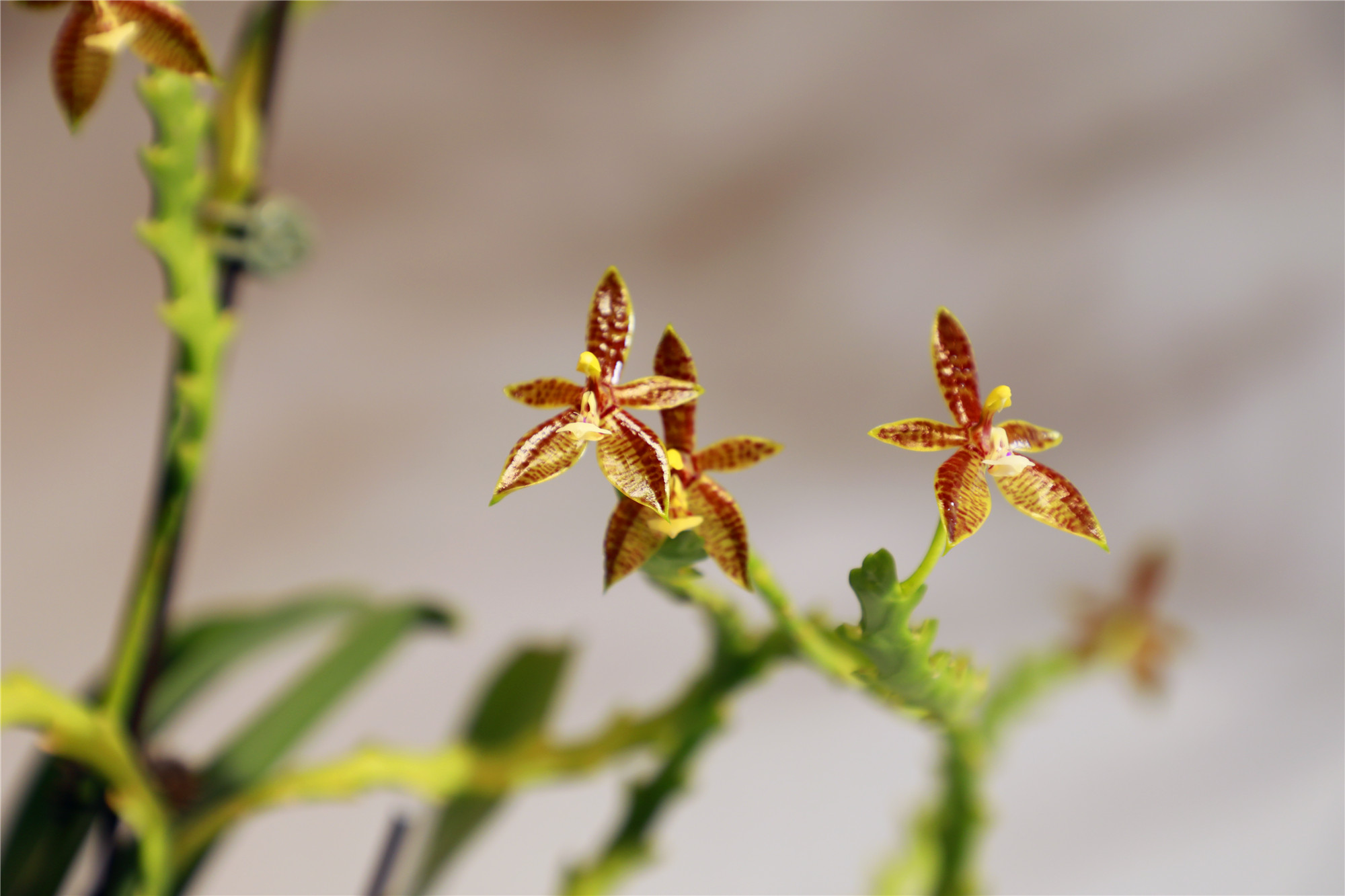 珍奇植物亮相北京植物园，22种获世园会大奖
