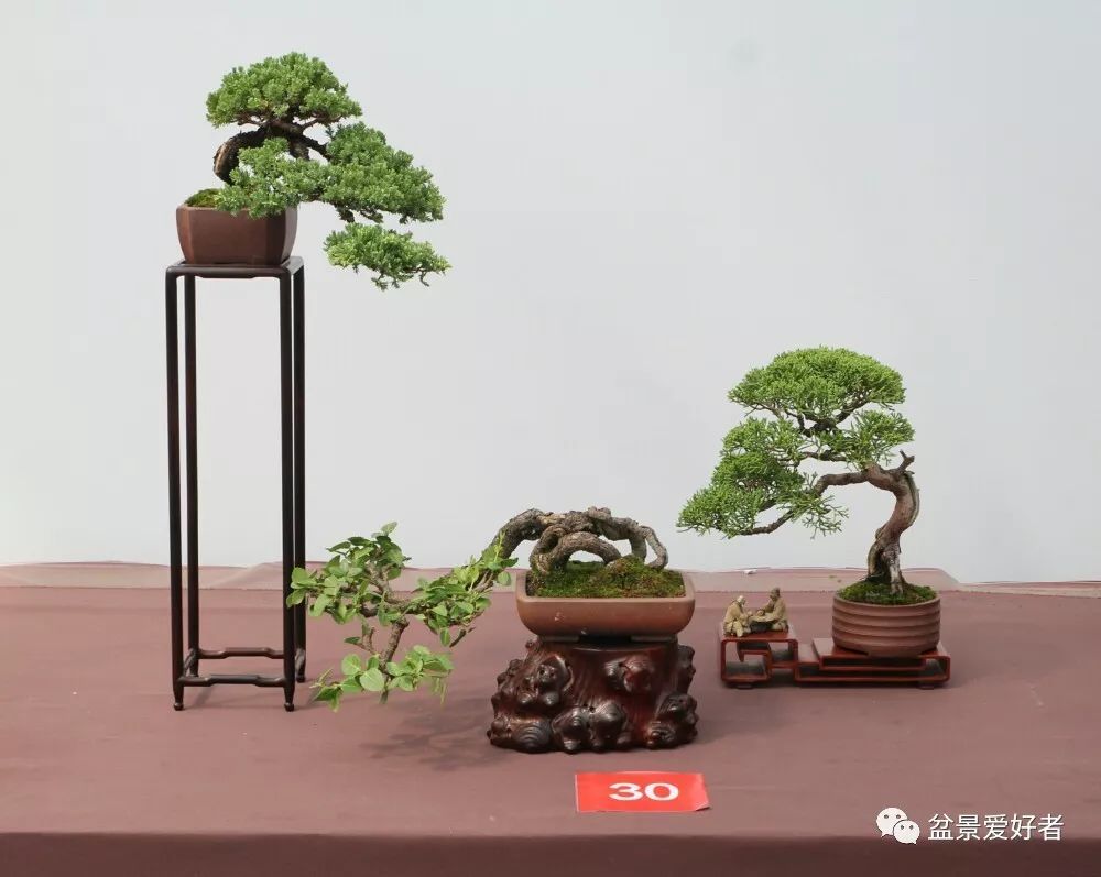 2019沭阳盆景精品展微型小品盆景一览 高清大图