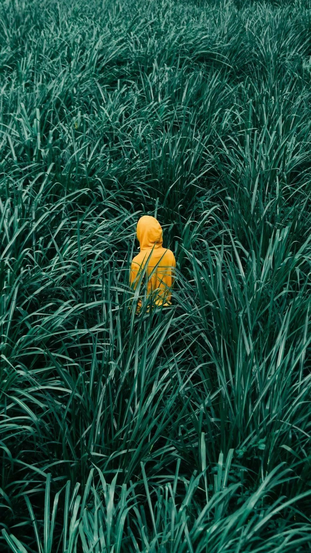 手机怎么拍好看的人物风景照片 88aea7b959e54b1ebbd2779d0f1c5b21.jpeg