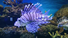 动物 海底 海底世界 海洋馆 水族馆 鱼 鱼类 280_158 gif 动态图 动图
