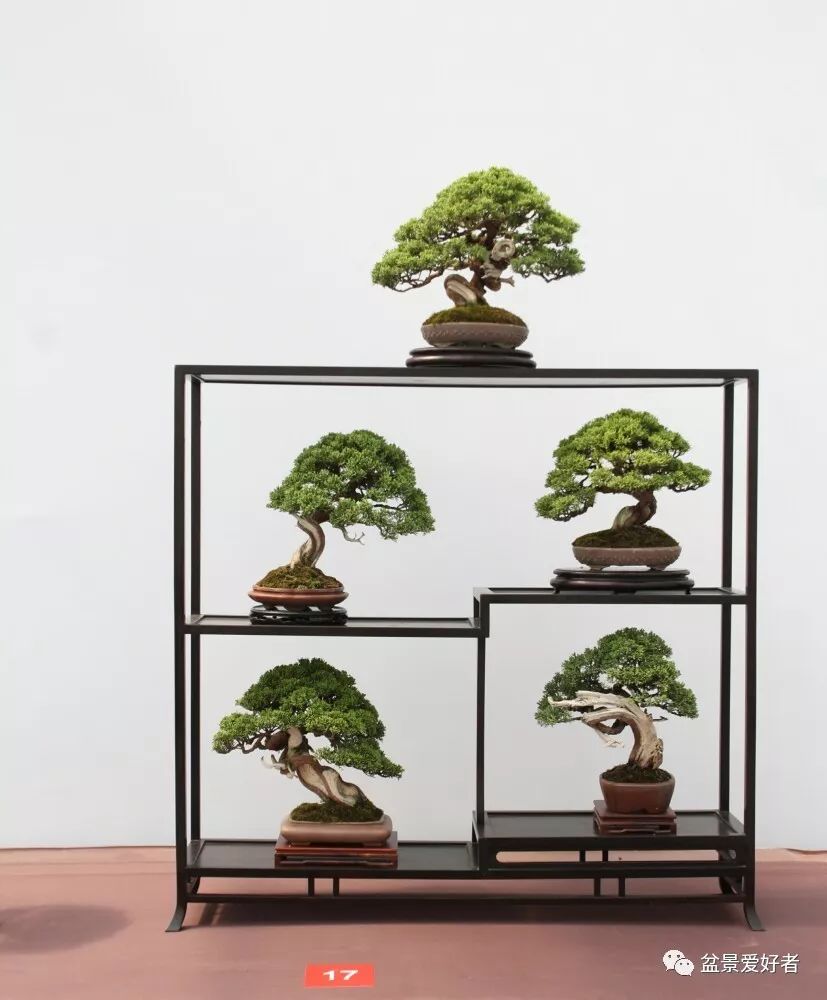 2019沭阳盆景精品展微型小品盆景一览(高清大图)
