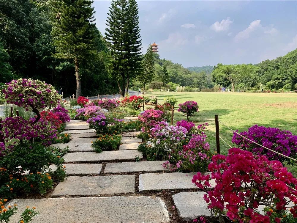 无忧树种植方法 9be777f0a94748f0aa8d176aedf47923.jpeg