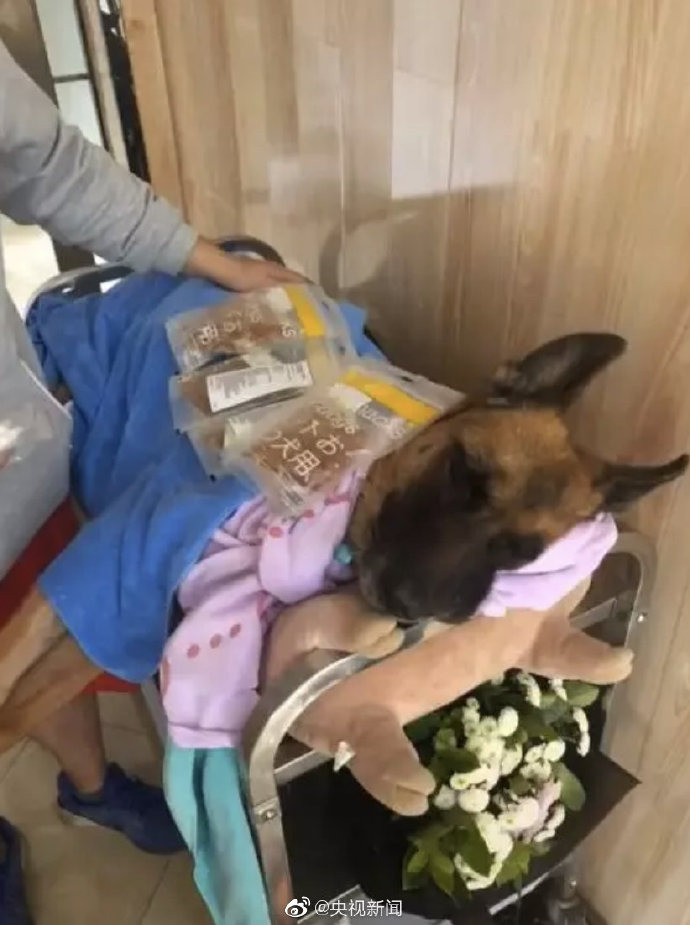 汶川地震最后一只搜救犬离世：救出15人暴瘦十几斤